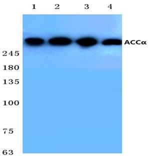 ACC(alpha) (K86) pAb avatar