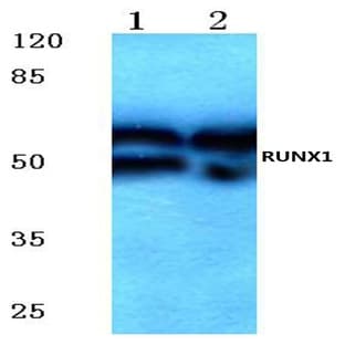 RUNX1 (H297) pAb avatar