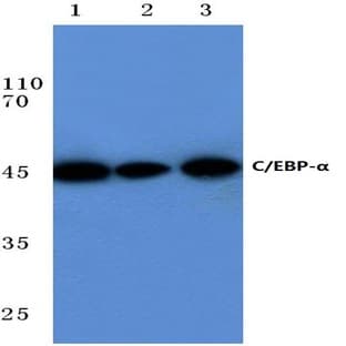 C/EBP-(alpha) (M15) pAb avatar