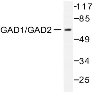 GAD-65/67 (D572) pAb avatar