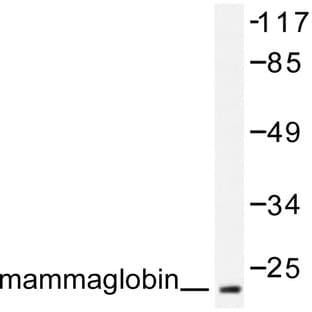 Mammaglobin A (F66) pAb avatar