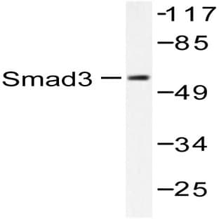 Smad3 (P417) pAb avatar