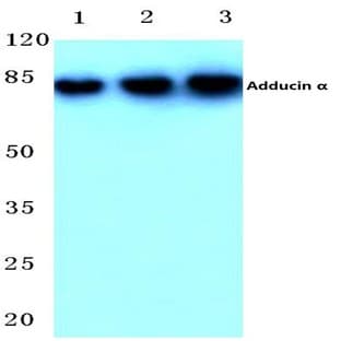 Adducin (alpha) (K439) pAb avatar