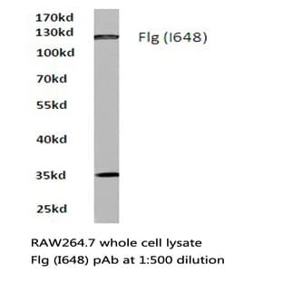 FGFR1 (I648) pAb avatar