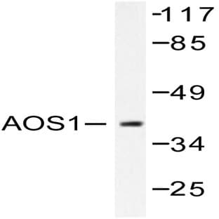 SAE1 (L247) pAb avatar