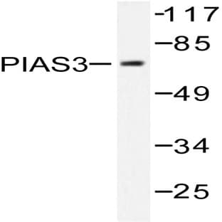 PIAS 3 (F25) pAb