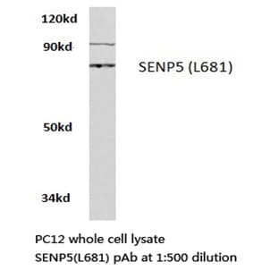 SENP5 (L681) pAb avatar