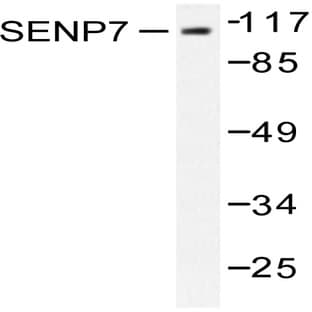 SENP7 (R957) pAb avatar