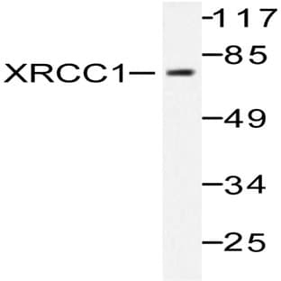 XRCC1 (G552) pAb avatar