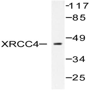 XRCC4 (N291) pAb avatar