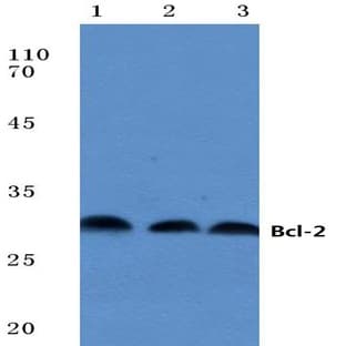 Bcl-2 (P65) pAb avatar