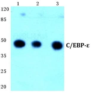 C/EBP-E (K70) pAb avatar