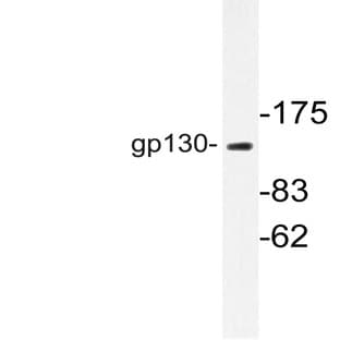 gp130 (S778) pAb avatar