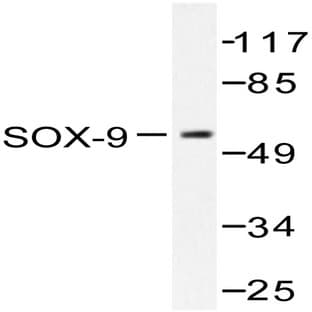 Sox9 (Q175) pAb avatar