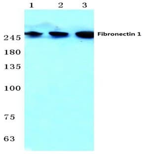 Fibronectin 1 (F2372) pAb avatar