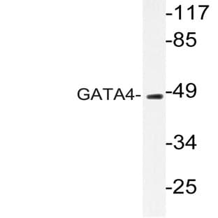 GATA4 (Q258) pAb avatar