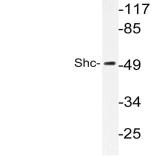 Shc (E343) pAb avatar