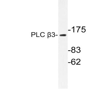 PLC (beta)3 (D1099) pAb avatar