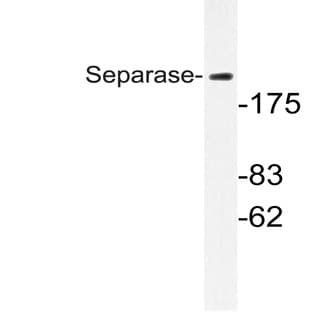 Separase (A795) pAb avatar