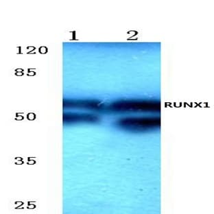 RUNX1 (T270) pAb avatar