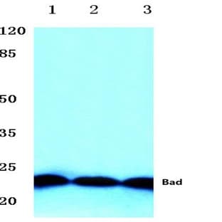 Bad (P130) pAb avatar