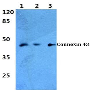 Connexin 43 (K257) pAb avatar