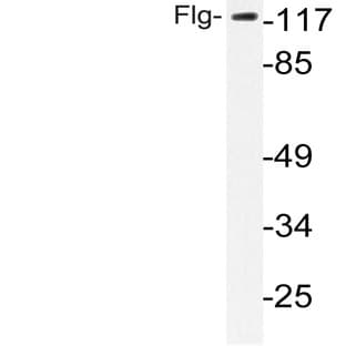 FGFR1 (L760) pAb avatar