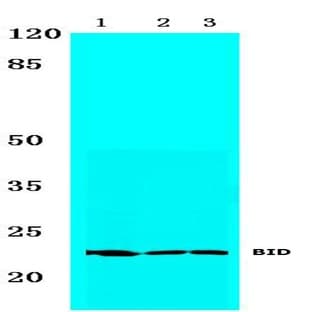 BID (I72) pAb avatar