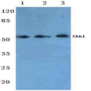 Chk1 (G282) pAb avatar