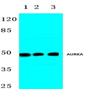 AURKA (Y338) pAb avatar