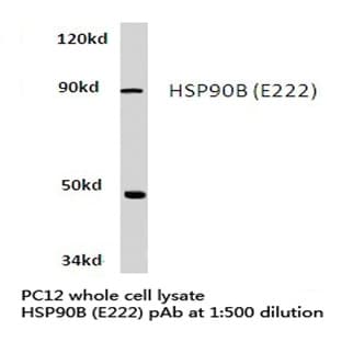 HSP90B (E222) pAb avatar