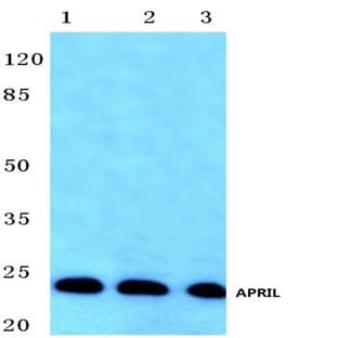 APRIL (S183) pAb avatar