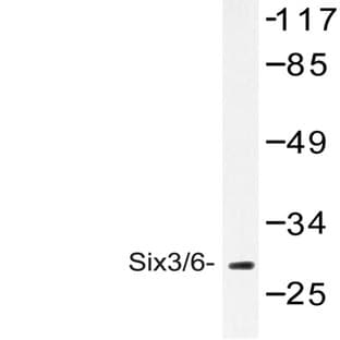 Six3/6 (D228) pAb avatar