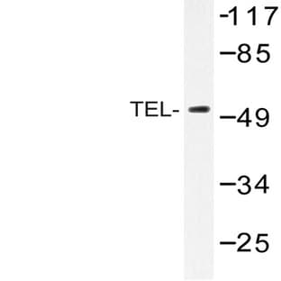 TEL (N405) pAb avatar