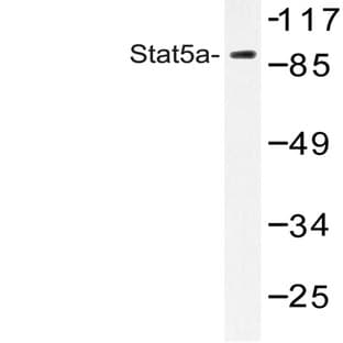 Stat5a (S420) pAb avatar