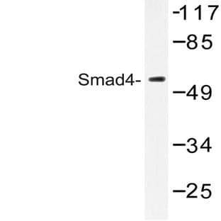 Smad4 (L43) pAb avatar
