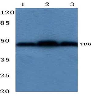 TDG (K90) pAb avatar