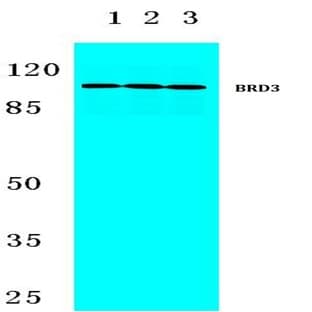 BRD3 (F645) pAb avatar