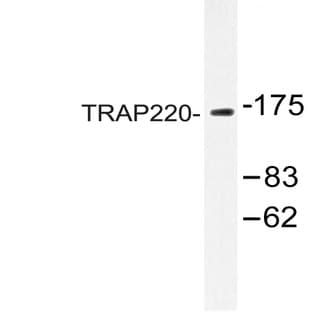 TRAP220 (P697) pAb avatar