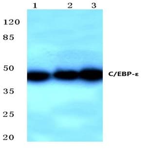 C/EBP-E (K220) pAb avatar