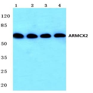 ARMCX2 (D347) pAb avatar