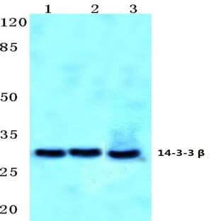 14-3-3 (beta) (Q69) pAb