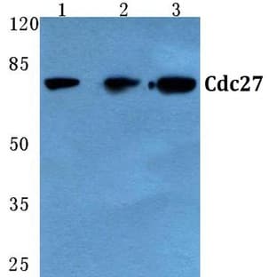 Cdc27 (K390) pAb