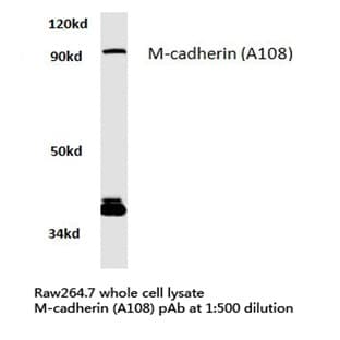 M-cadherin (A108) pAb avatar