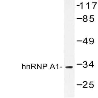 hnRNP A1 (E85) pAb