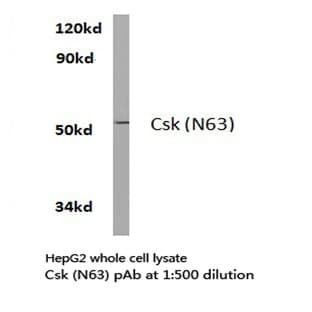 Csk (N63) pAb avatar