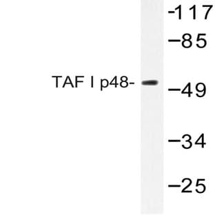 TAF I p48 (R318) pAb avatar