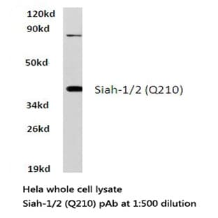 Siah-1/2 (Q210) pAb avatar