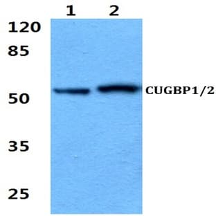 CUG-BP1/2 (K95) pAb avatar