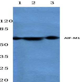 AIF-M1 (Y85) pAb avatar